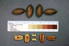 Miss L Pecan