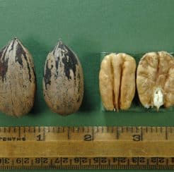 Jayhawk Pecan