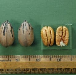 Peruque Pecan