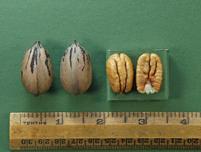 Peruque Pecan