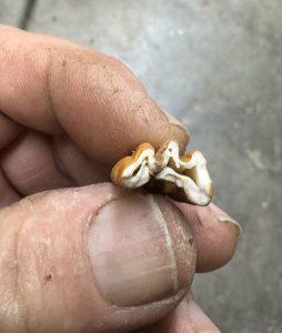 Poorly filled pecan kernels