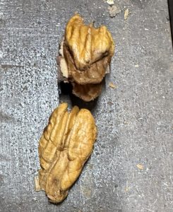 Shriveled Pecan Kernels
