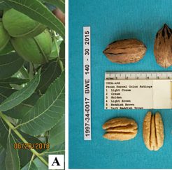 Seneca Pecan pp34,902