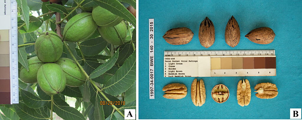 Seneca Pecan pp34,902 showing nut size and color