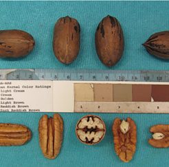 Pueblo Pecan pp34,811