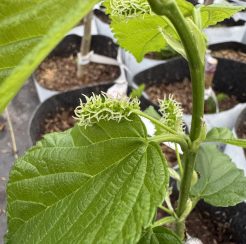 Workman Mulberry