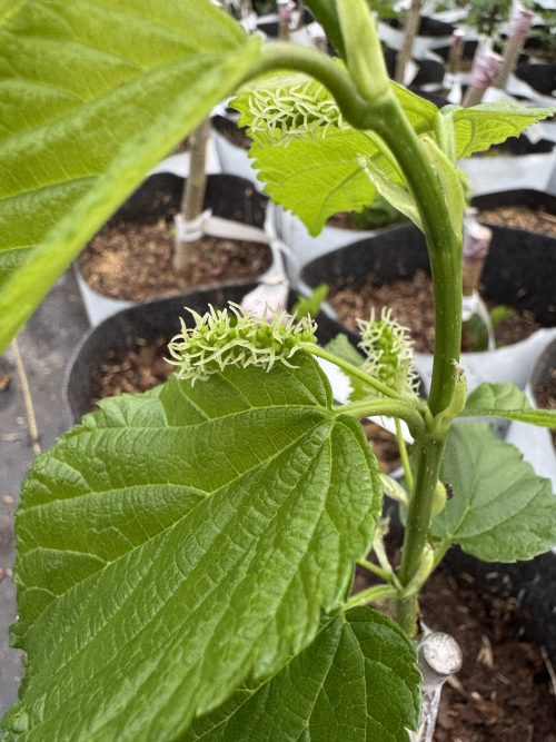 Workman Mulberry with flower