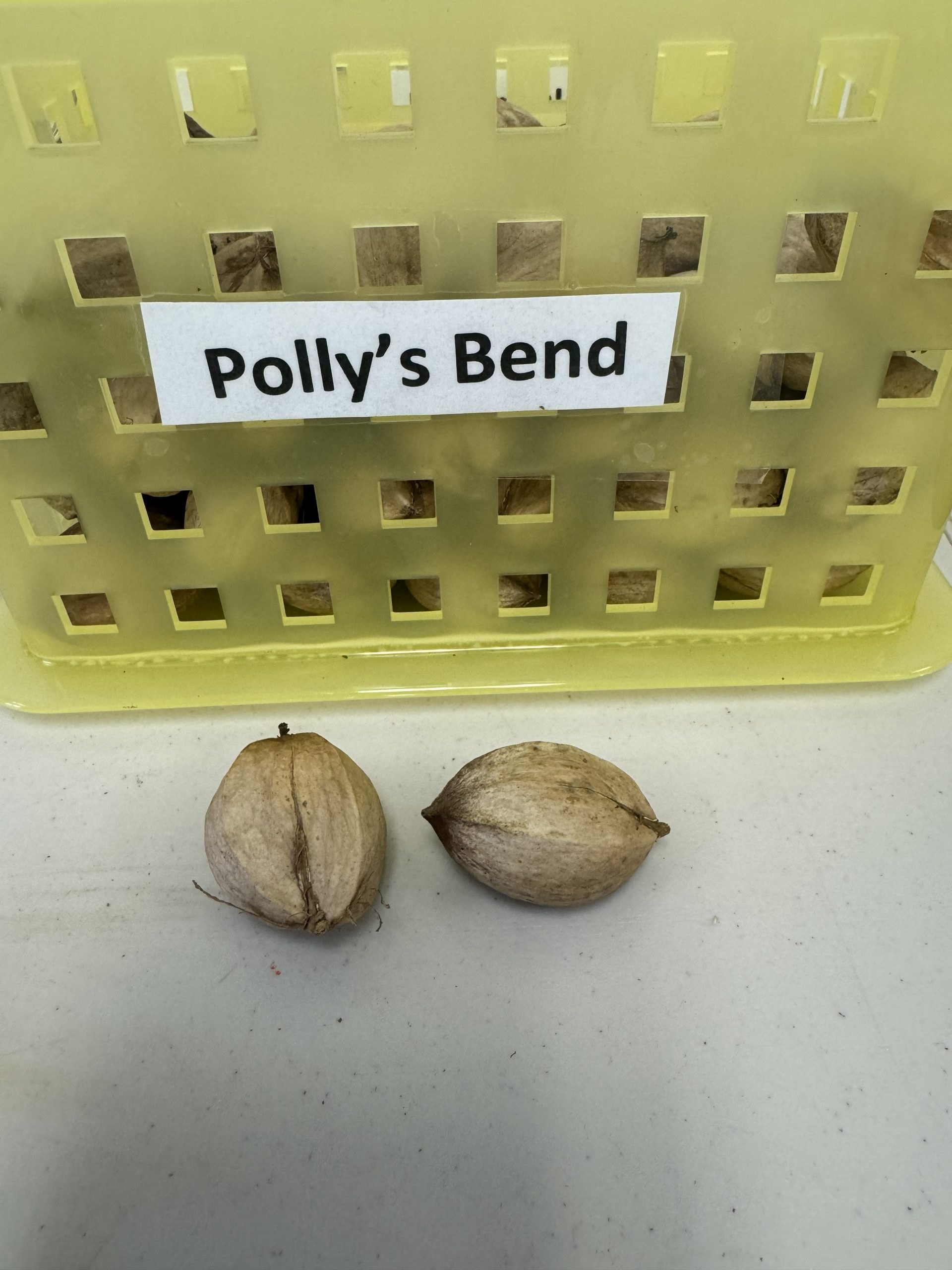 Polly's Bend Shagbark Hickory